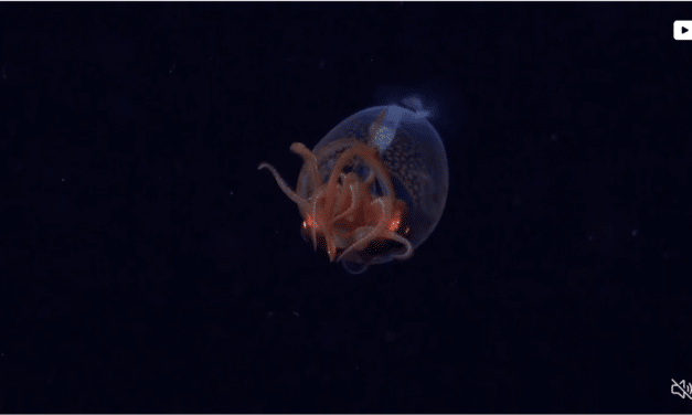 The Colossal squid has been captured on video in deep sea for the first time